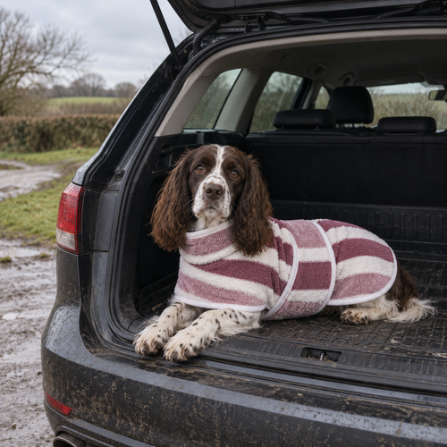 Springer spaniel wearing the Red Stripes WoofWears drying robe in the open boot of a muddy car